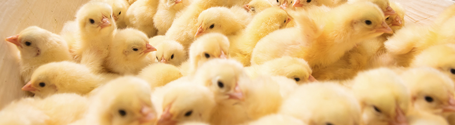 Ag亚洲集团(中国区)官方网站